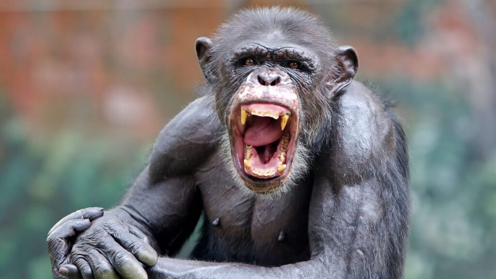 最強霊長類ランキング　3位　チンパンジー