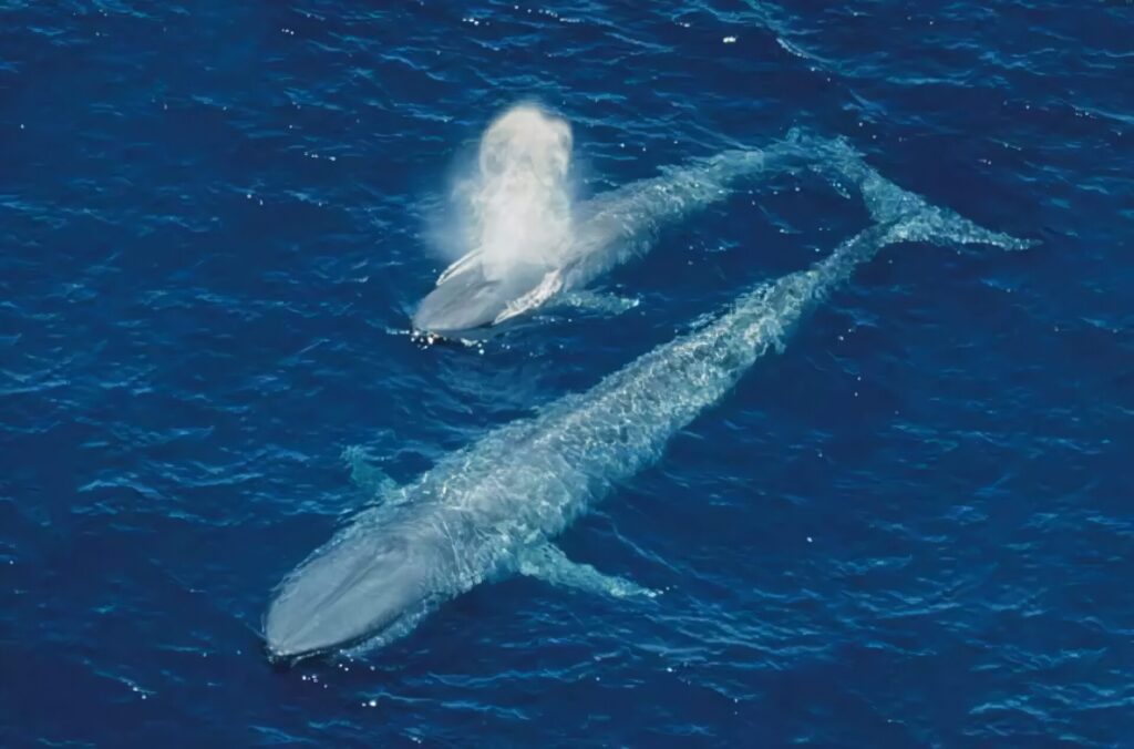 群れ最強動物ランキング～海洋編～　3位　シロナガスクジラ