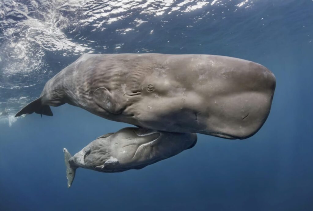 群れ最強動物ランキング～海洋編～　5位　マッコウクジラ