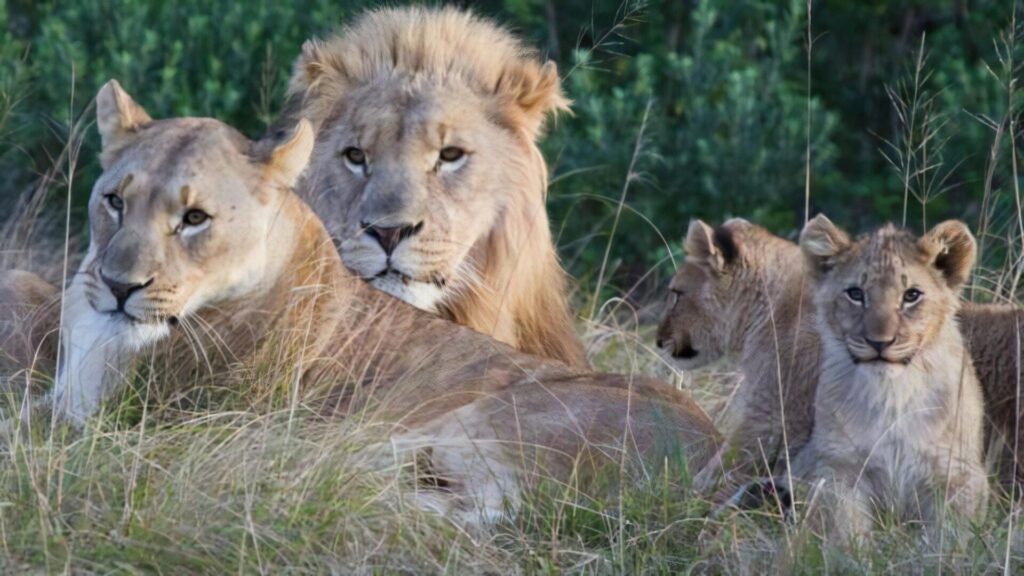群れ最強動物ランキング～陸上編～　7位 　アフリカライオン