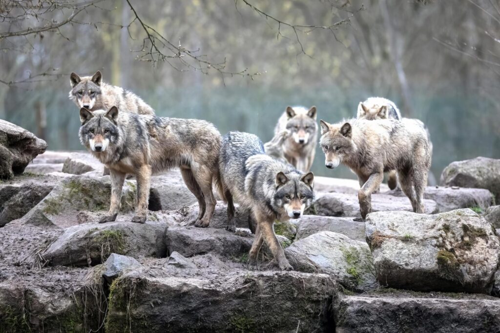群れ最強動物ランキング～陸上編～　13位　タイリクオオカミ