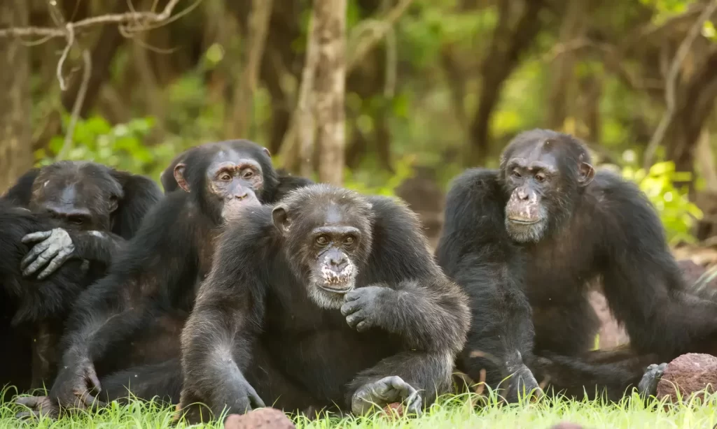群れ最強動物ランキング～陸上編～　9位　チンパンジー