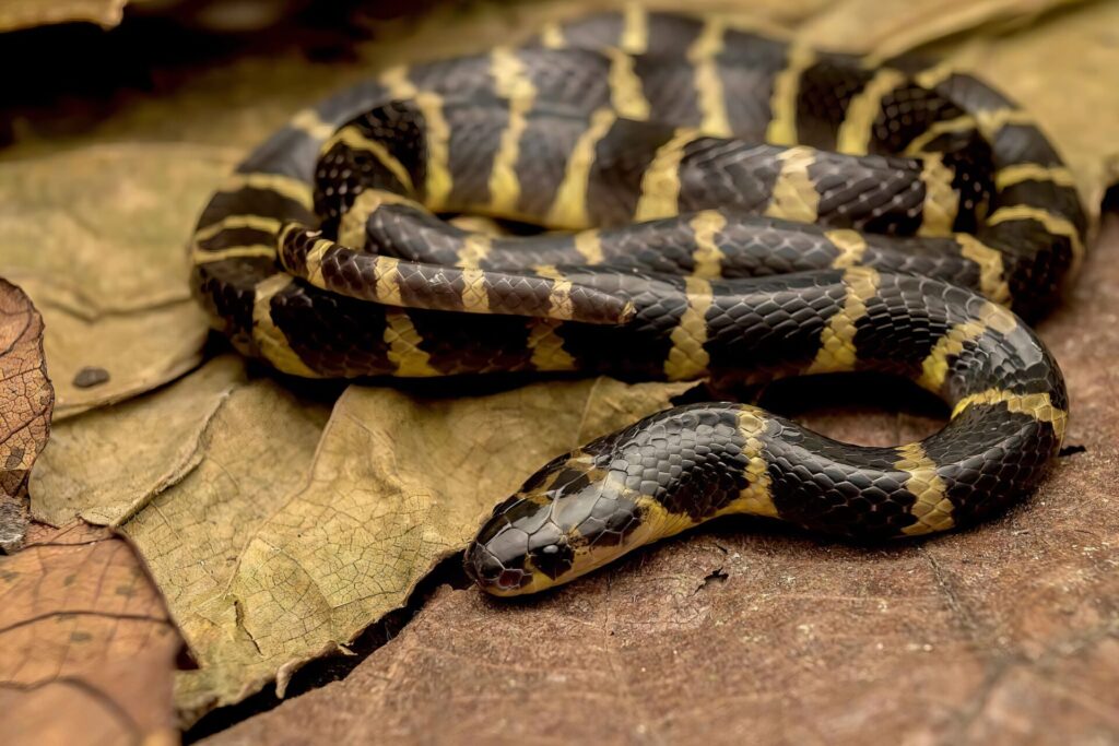 最凶毒ヘビランキング　第5位　アマガサヘビ