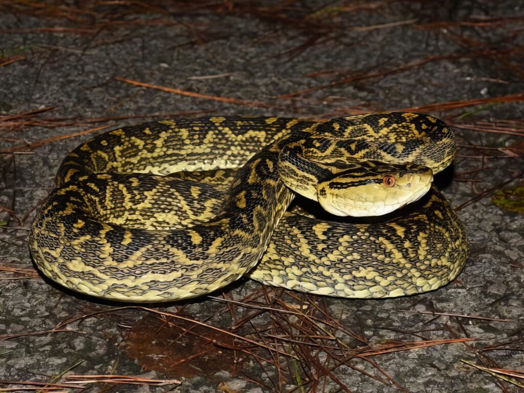 最凶毒ヘビランキング　番外編　第2位　ハブ