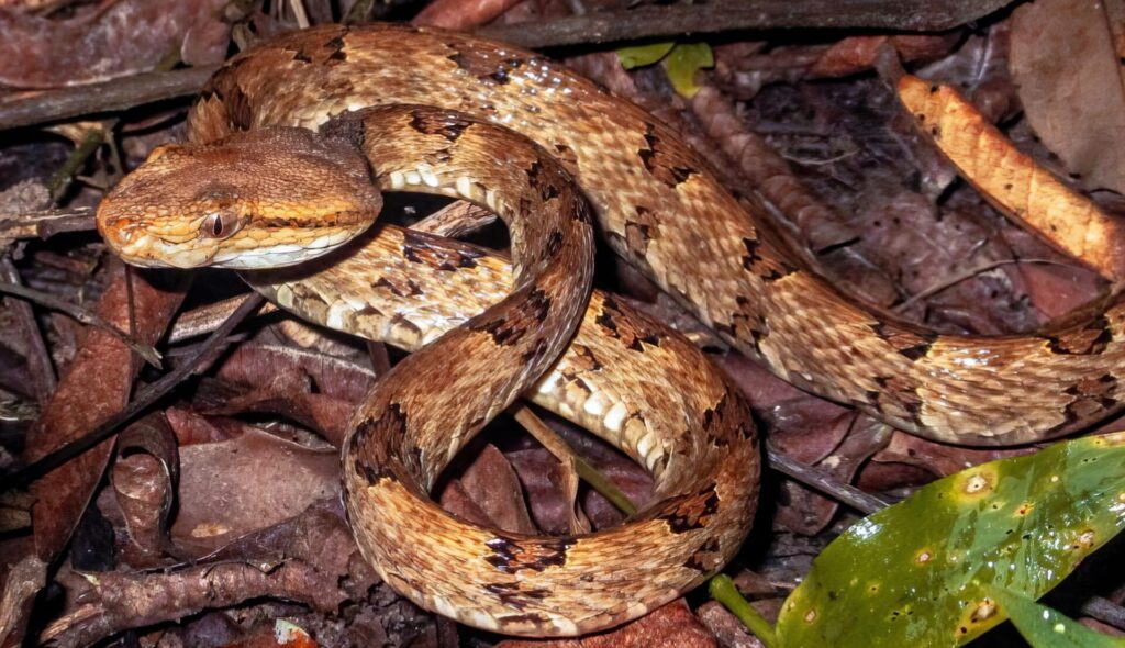 最凶毒ヘビランキング　番外編　第5位　タイワンハブ