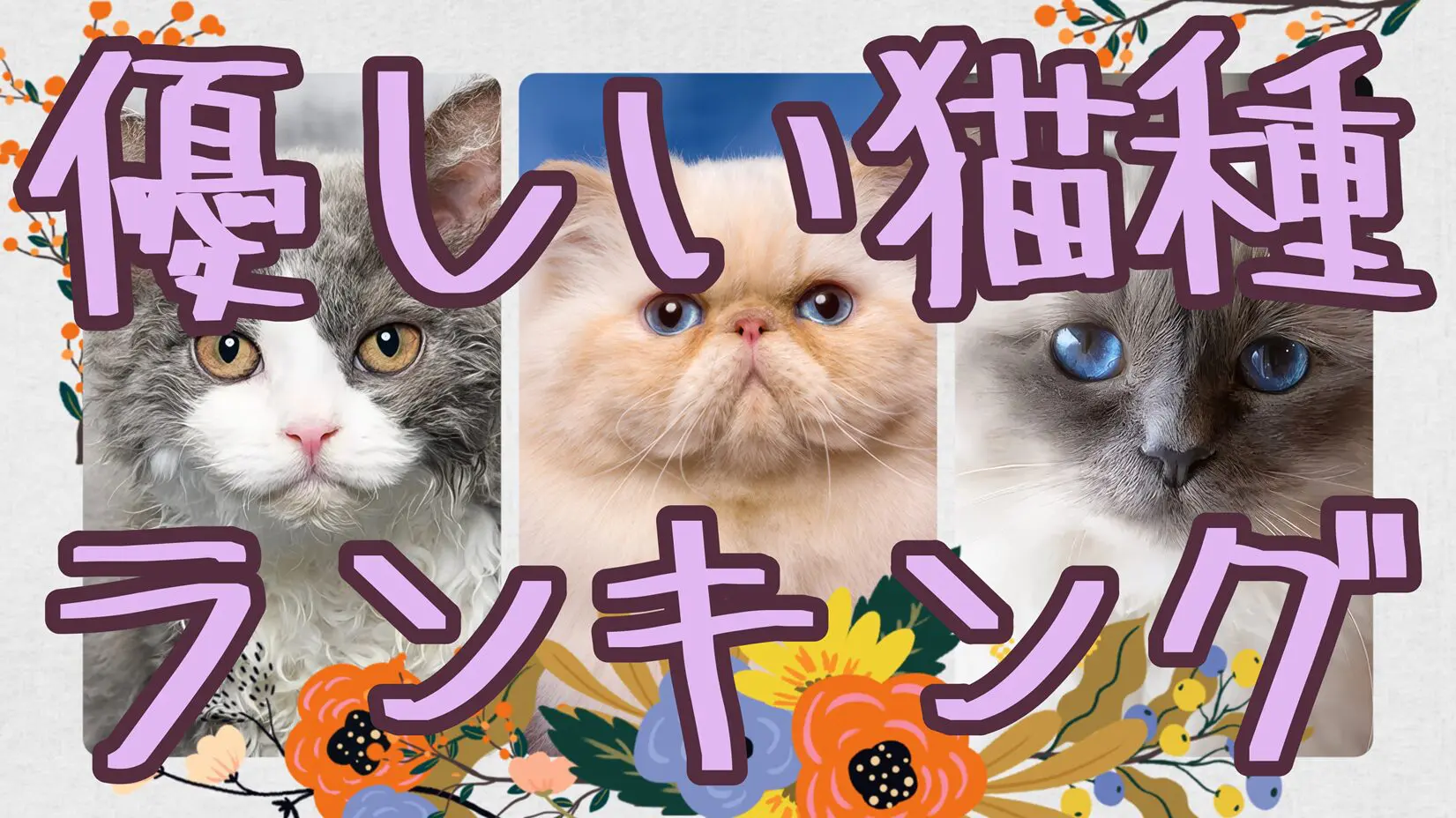 やさしい猫種ランキング