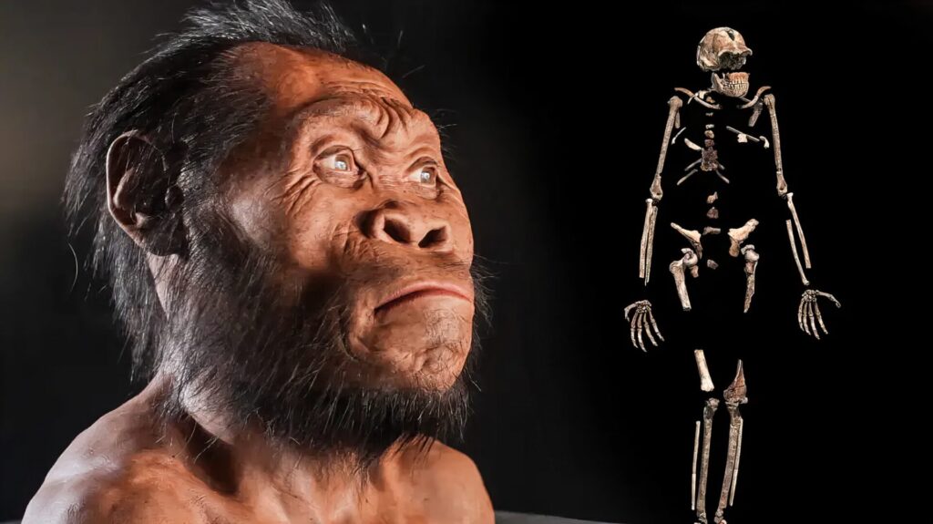 ヒト属最強ランキング 番外編① ホモ・ナレディ