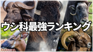 対決!!世界最強ウシ科動物ランキング