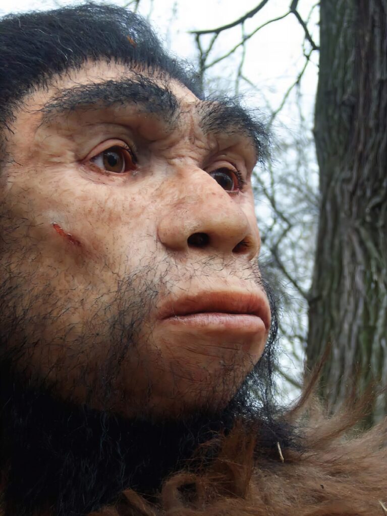 ヒト属最強ランキング 6位 ホモ・アンテセッサー