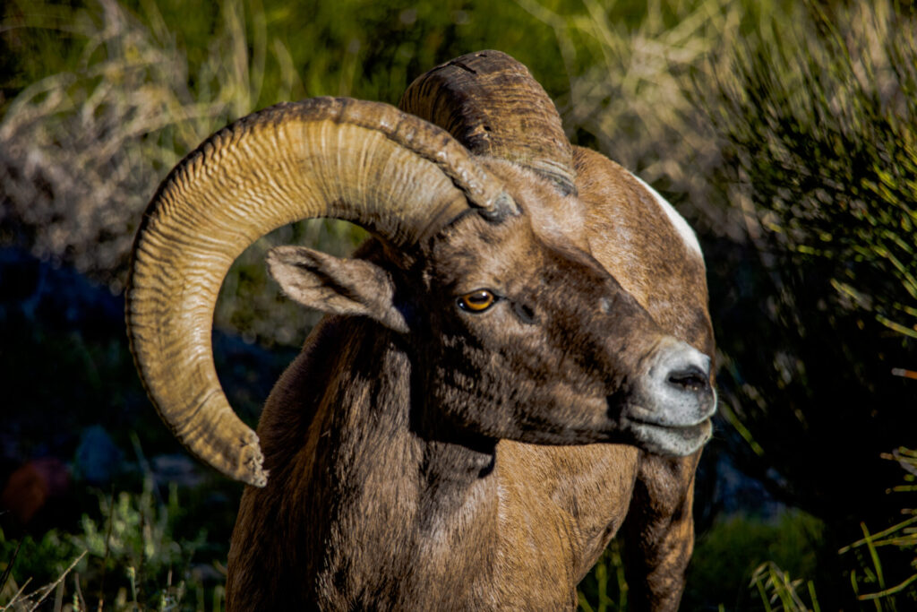 最強ウシ科動物ランキング　第10位　ビッグホーン