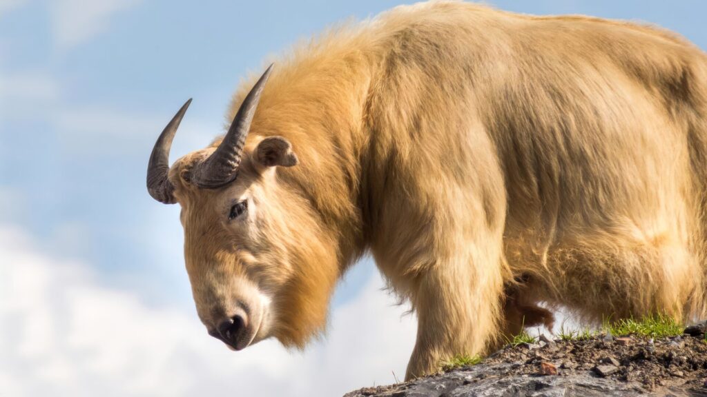 最強ウシ科動物ランキング　第8位　ゴールデンターキン