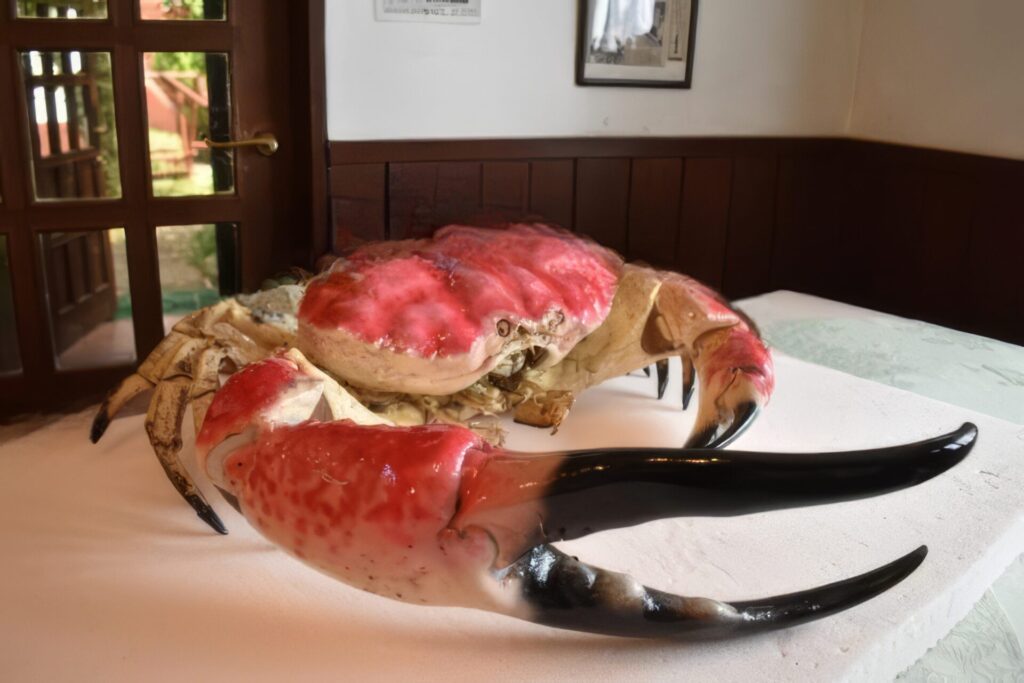 タスマニアオオガニ