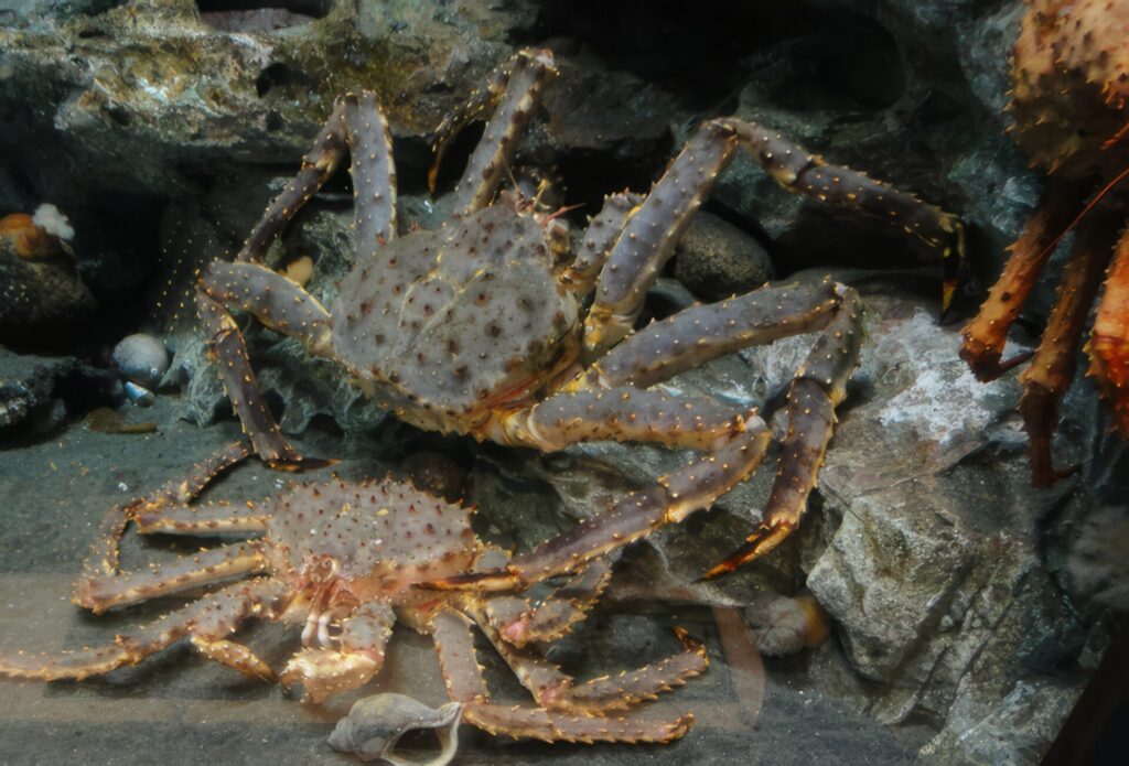 最強カニランキング　第6位　タラバガニ