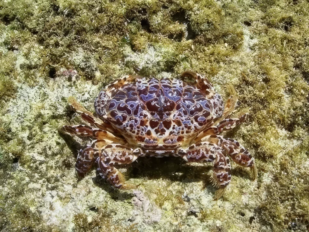 最強カニランキング　番外編②　ウモレオウギガニ