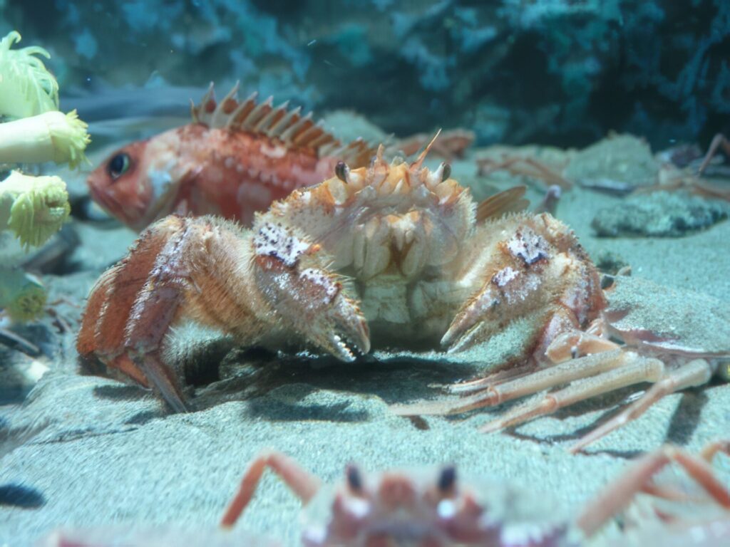 最強カニランキング　第8位　毛ガニ