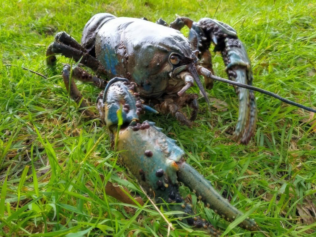 最強カニランキング　第5位　タスマニアオオザリガニ