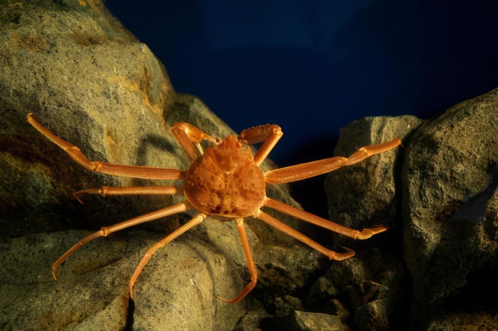 最強カニランキング　第7位　ズワイガニ