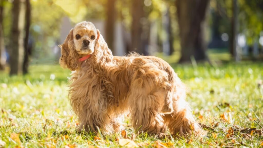 人気犬種ランキング 第26位 アメリカン・コッカー・スパニエル