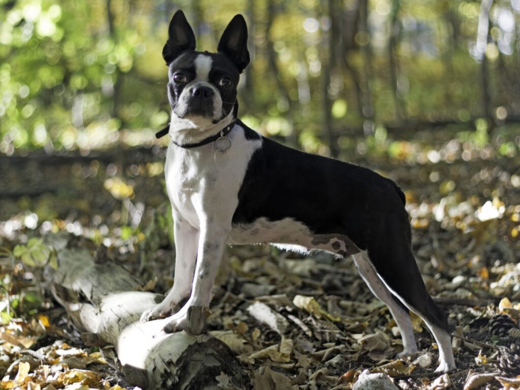 人気犬種ランキング 第25位 ボストン・テリア