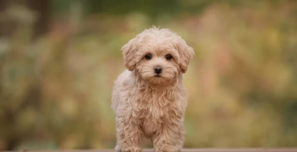 人気犬種ランキング 番外編 ミックス犬