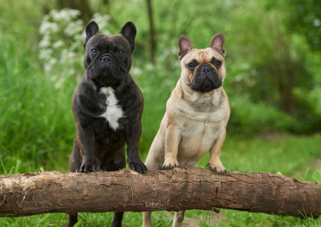 人気犬種ランキング 7位 フレンチ・ブルドッグ