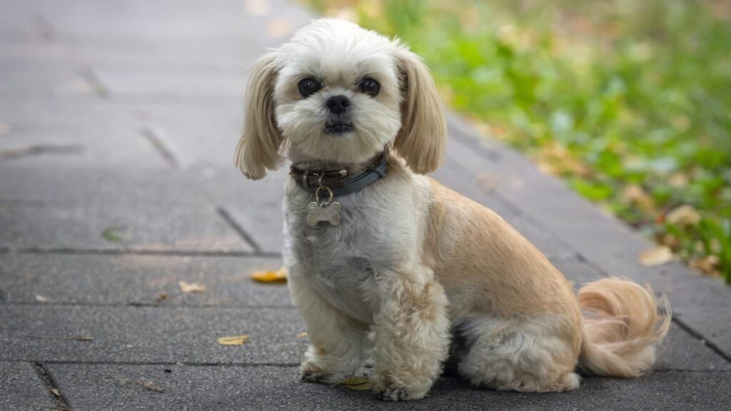 人気犬種ランキング 第9位 シー・ズー