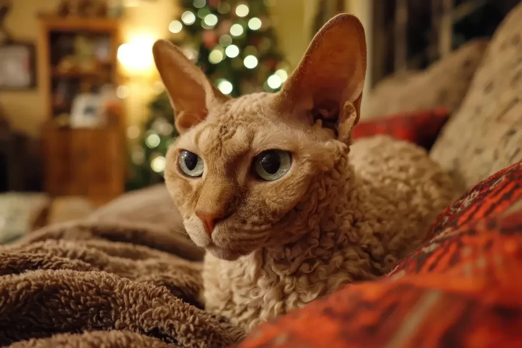 人気猫種ランキング　第20位　デボンレックス