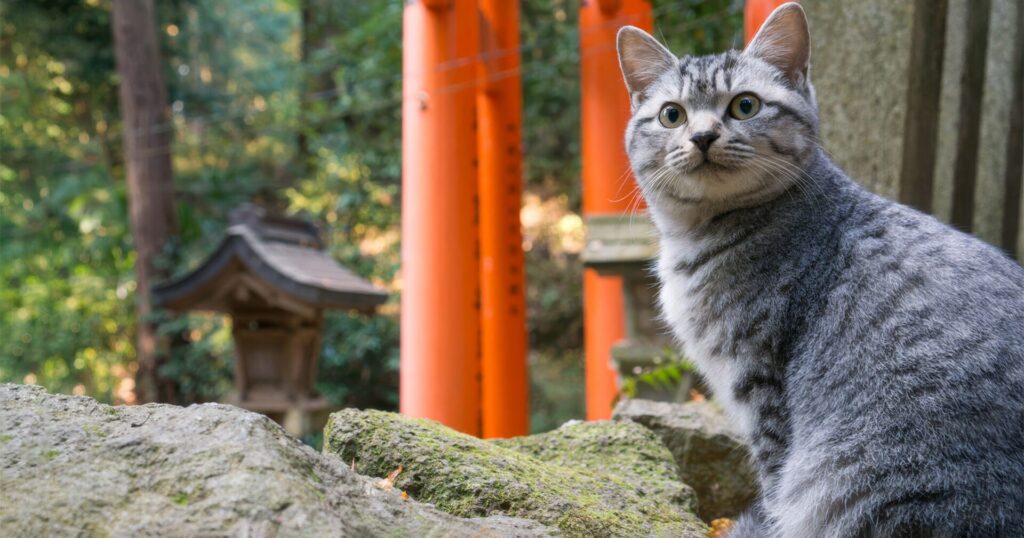 人気猫種ランキング　番外編　ミックス猫・雑種猫