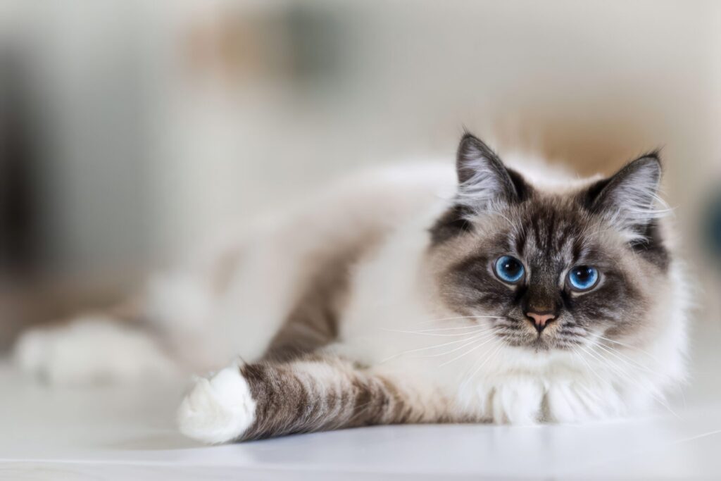 人気猫種ランキング　23位　ネヴァマスカレード