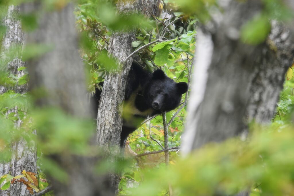 番外編　本当に九州にクマは居ないのか？