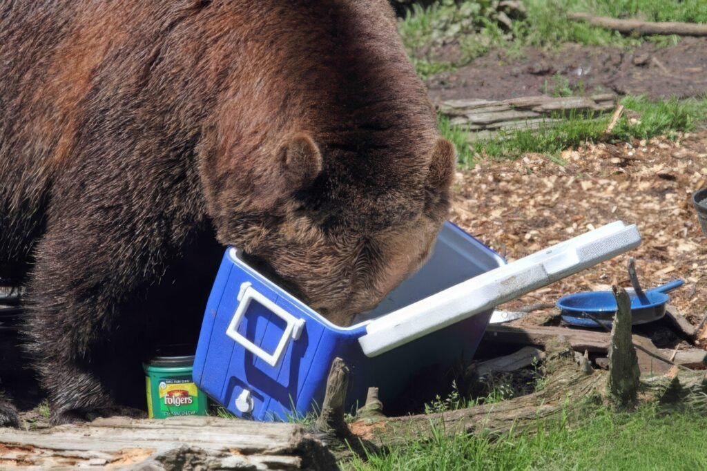 クマの脅威　第3位　学習能力の高さ