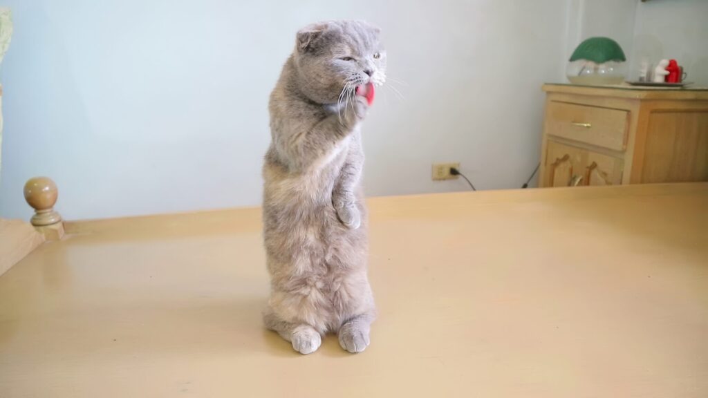 マンチカン立ち