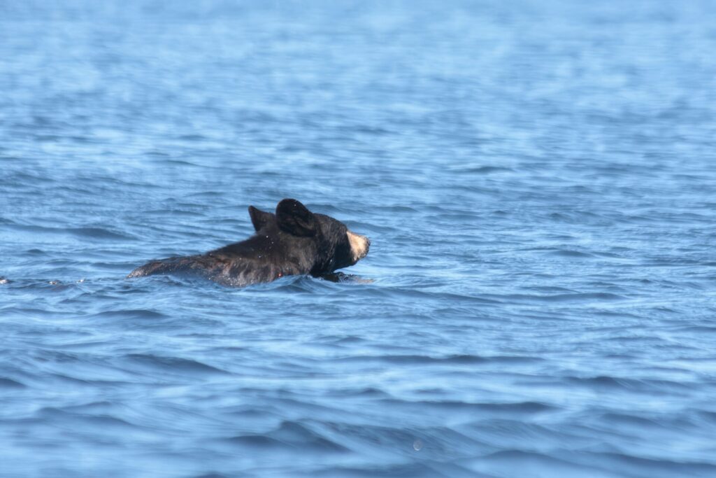 番外編　本当に九州にクマは居ないのか？
