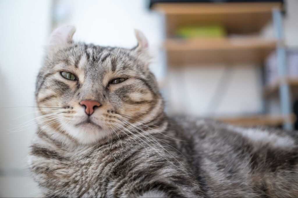 人気猫種ランキング　第15位　アメリカンカール