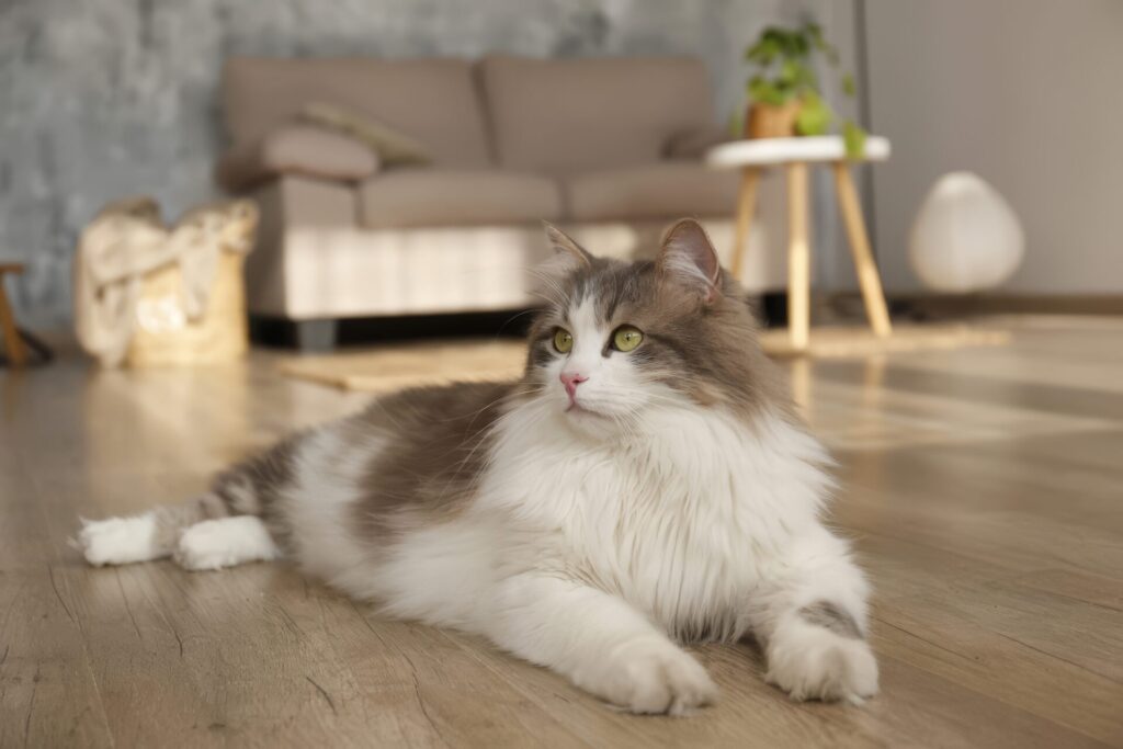 人気猫種ランキング　第14位　ラガマフィン