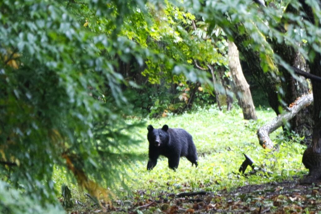 クマに出会った時の対処法　5位　障害物を利用する