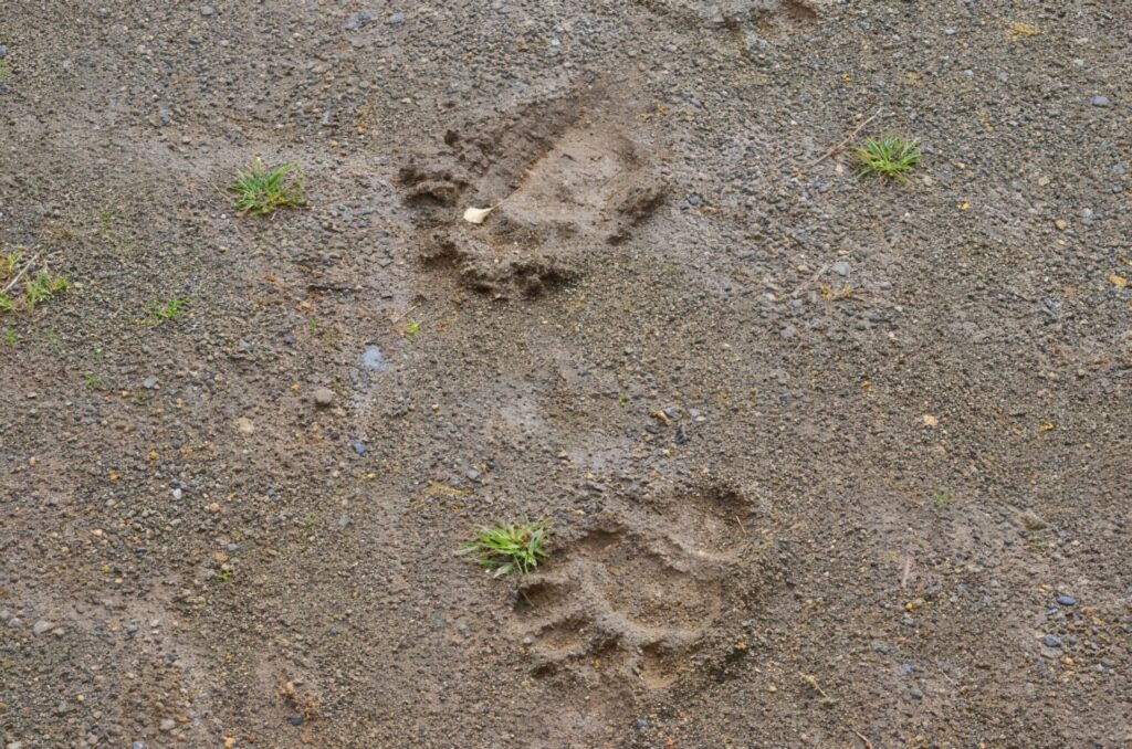 クマに出会わないための対処法　第3位　クマの活動が活発な時間・場所を避ける