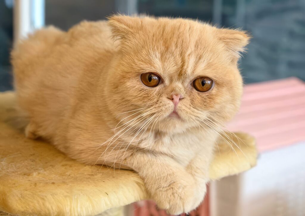 人気猫種ランキング　第13位　エキゾチック・ショートヘア