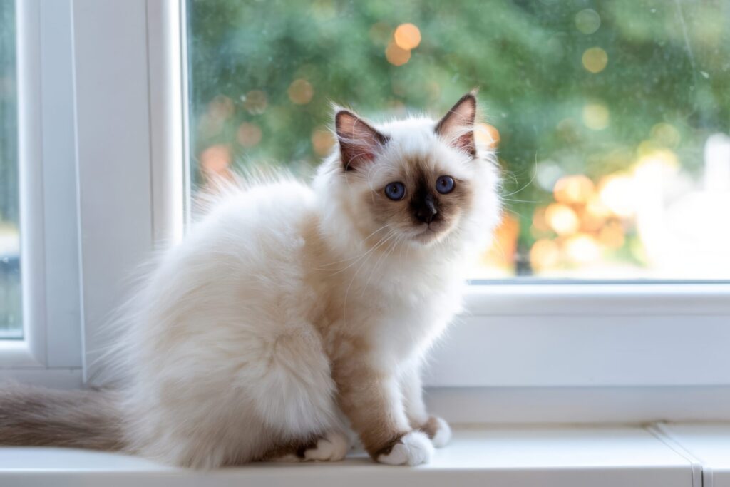 人気猫種ランキング　24位　バーマン