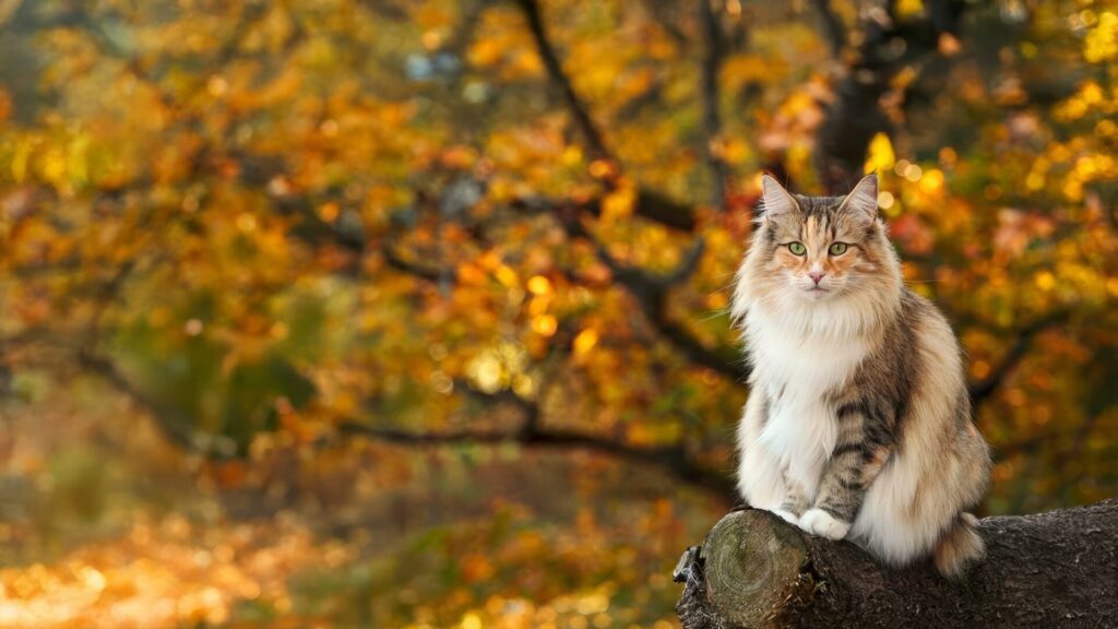 人気猫種ランキング　第8位　ノルウェージャン・フォレストキャット