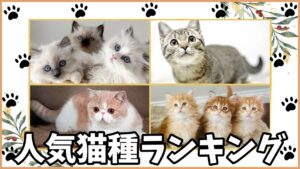 人気猫種ランキング2026年最新版１
