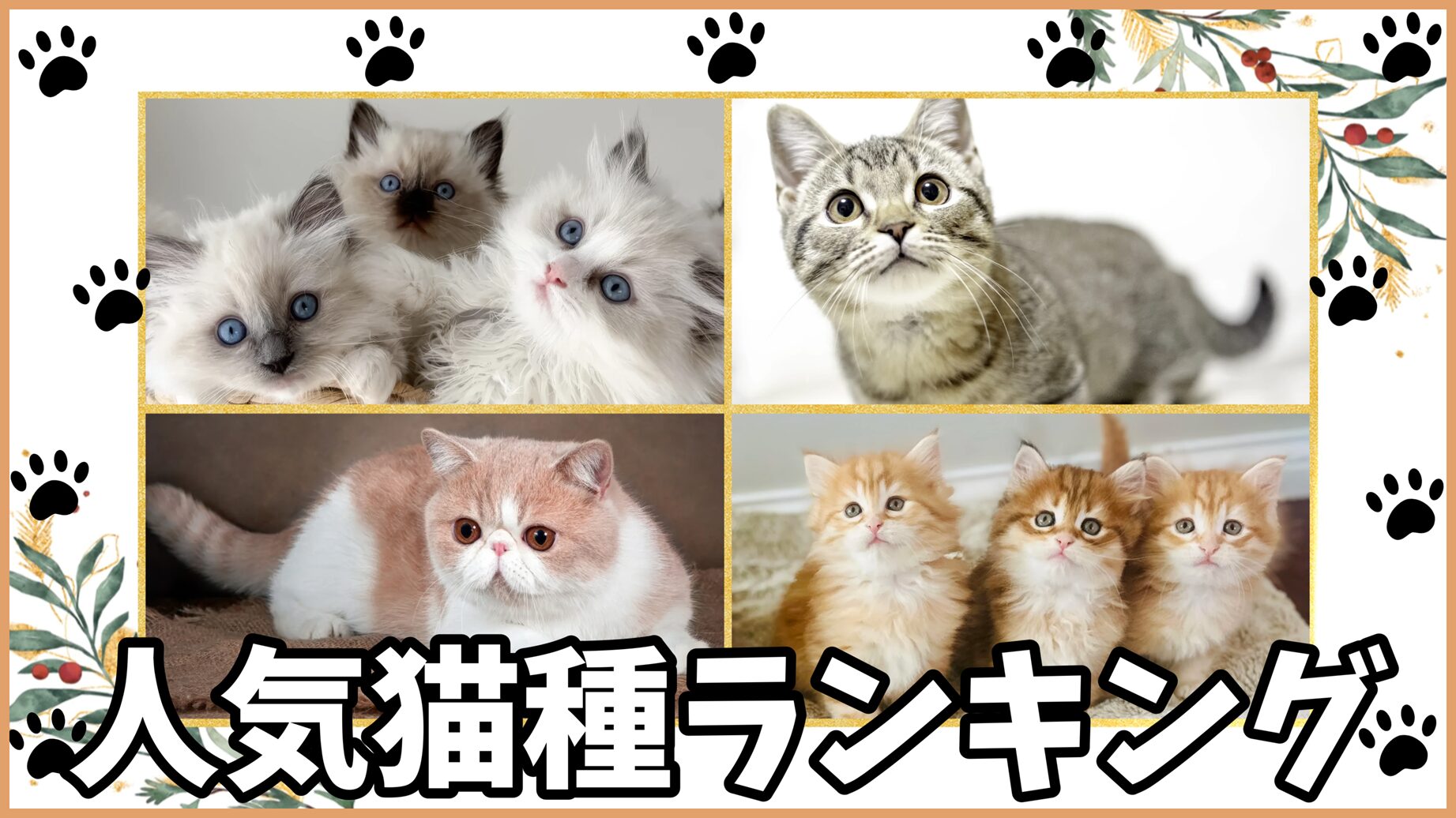 人気猫種ランキング2026年最新版１