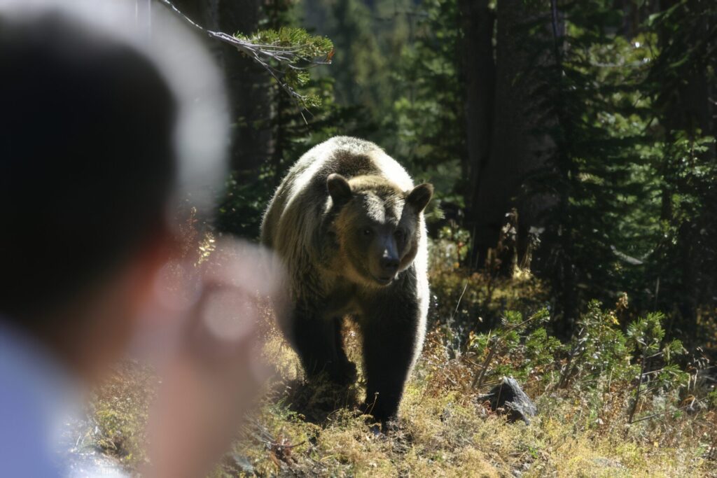 クマに出会った時の対処法　4位　距離に応じた対処をする