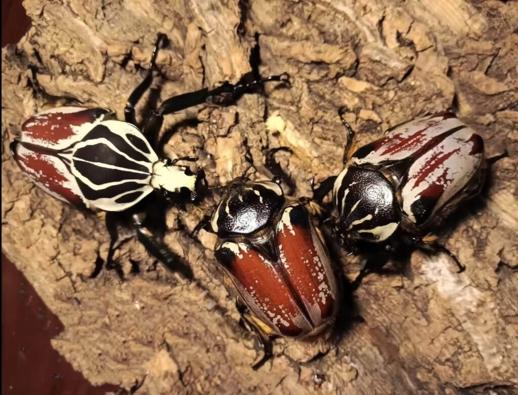 びっくり昆虫ランキング　第5位　ゴライアスオオツノハナムグリ