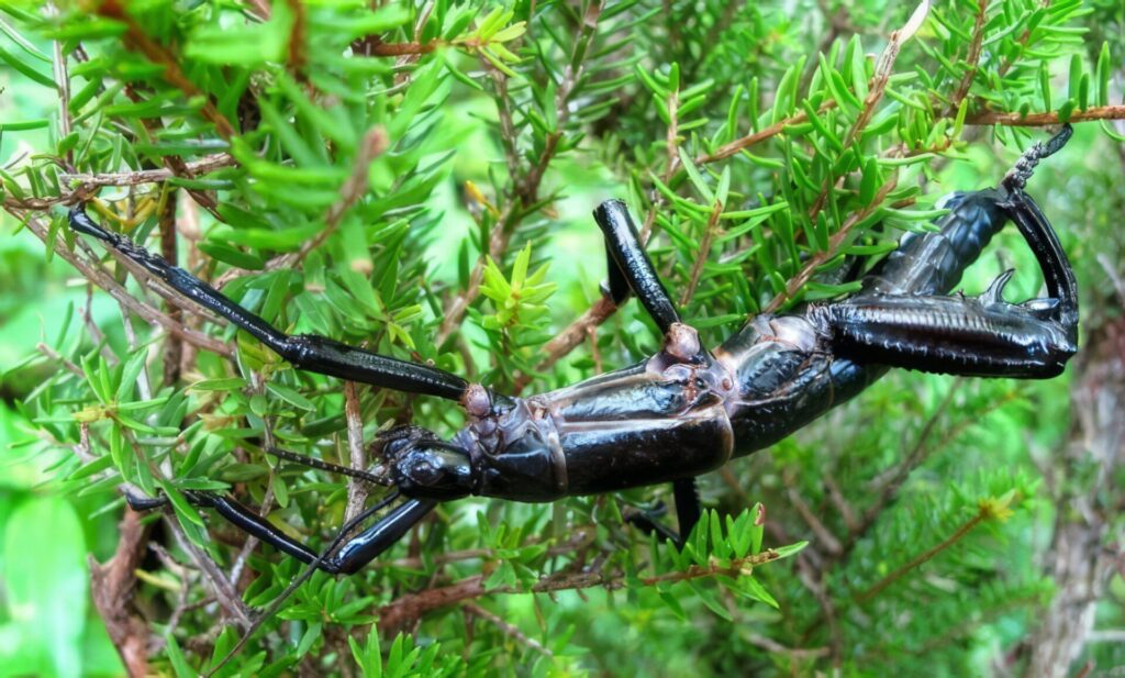 びっくり昆虫ランキング　第11位　ロードハウナナフシ