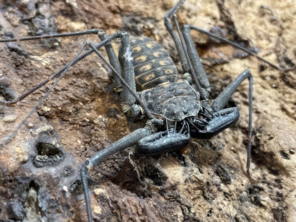 びっくり昆虫ランキング 　番外編①　ウデムシ