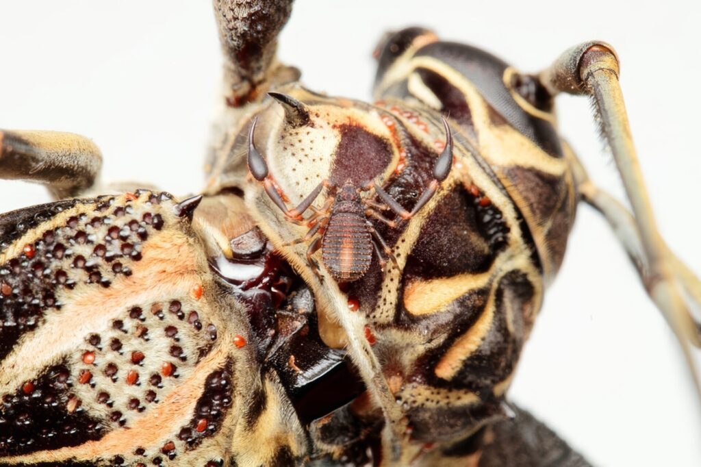 テナガカミキリとカニムシ