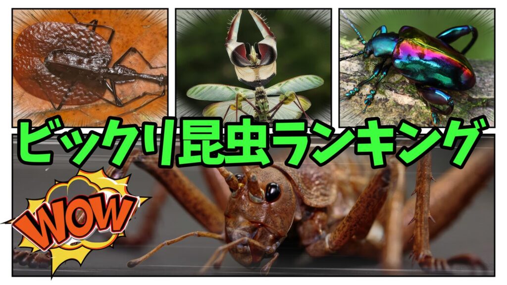 驚愕!!びっくり昆虫ランキング