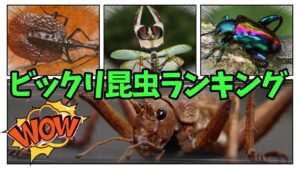 驚愕!!びっくり昆虫ランキング