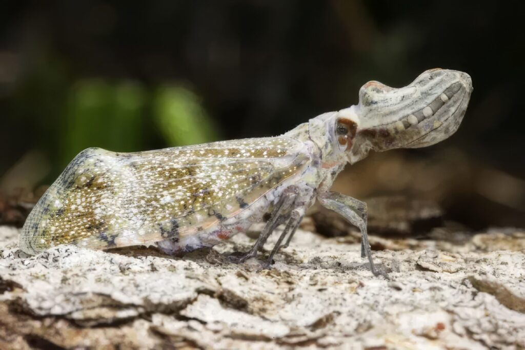 びっくり昆虫ランキング　第14位　ユカタンビワハゴロモ